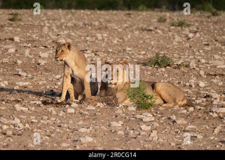 Une fierté des lions dans la nature. Photographié au parc national d'Etosha en Namibie Banque D'Images