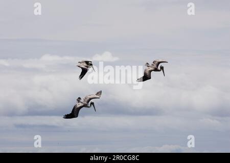 On trouve des pélicans bruns (Pelecanus occidentalis) sur les côtes des Amériques, à partir du golfe du Mexique vers le nord. Il atteint des hauteurs d'environ 1,3 Banque D'Images