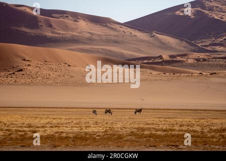 Les dunes de sable rouge, Sossusvlei, parc national Namib-Naukluft, Namibie. La couleur rouge est une indication de l'âge de cette dune causée par le Banque D'Images