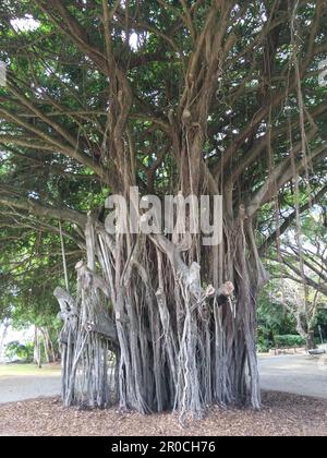 Un grand banyan Tree aux vastes branches situées dans un parc verdoyant et verdoyant Banque D'Images