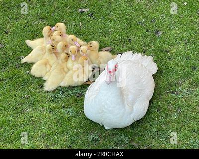 Gros plan d'un canard muscovy blanc avec de mignons canetons reposant dans la prairie. Banque D'Images