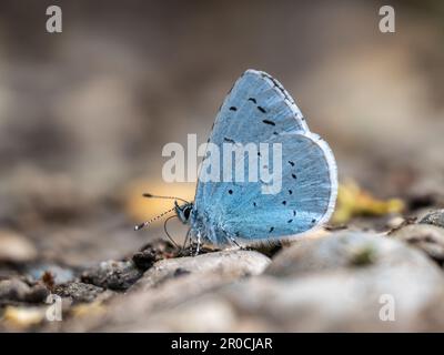 Holly Blue Butterfly reposant sur le sol Banque D'Images