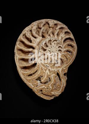 Section d'ammoniac. Collection de sciences naturelles - Paléontologie Banque D'Images