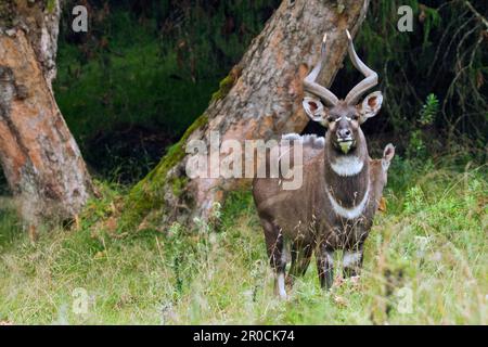 Mâle montagne nyala (Tragelaphus buxtoni) aux prairies de Gaysay, parc national des monts Bale, Oromia, Éthiopie. Banque D'Images