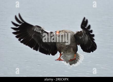 Gros plan d'une oie graylag (Anser anser) en vol. Banque D'Images