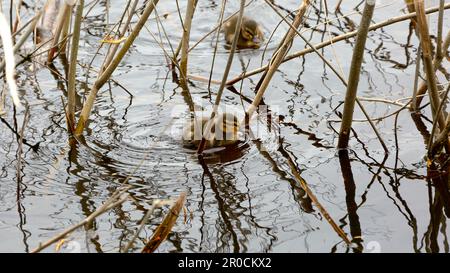 L'image d'un petit caneton doux d'un canard sauvage tourbillonne dans un épaissis sur l'eau Banque D'Images