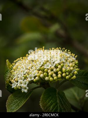 Wayfaring Tree (viburnum lantana), gros plan montrant les fleurs blanches. Banque D'Images