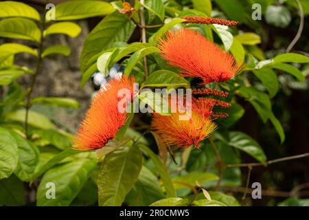 Fairchild Tropical Botanic Garden, Miami, Floride - Calliandra haematocephala ‘Nana’ ou Dwarf Red Powder Puff Banque D'Images