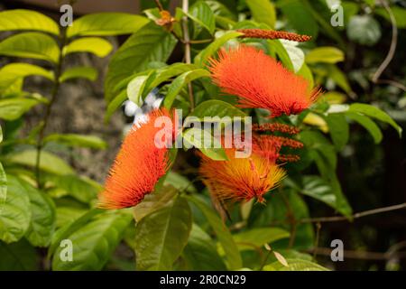 Fairchild Tropical Botanic Garden, Miami, Floride - Calliandra haematocephala ‘Nana’ ou Dwarf Red Powder Puff Banque D'Images