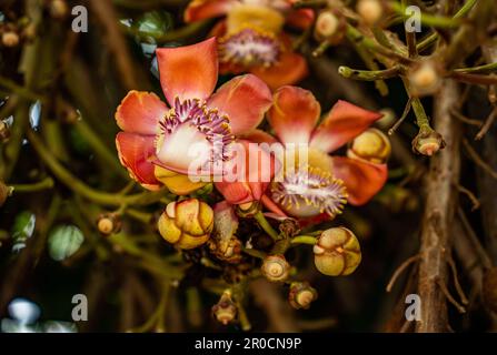 Jardin botanique tropical Fairchild à Miami, Floride - Couroupita guianensis. Ils ont été cultivés à partir de graines provenant du grand arbre de boule de canon emblématique de Fairchild Banque D'Images