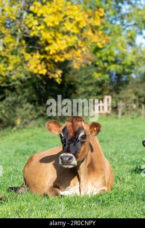 Les vaches laitières de Jersey se sont assises dans un pâturage luxuriant, Carlisle, Cumbria, Royaume-Uni. Banque D'Images