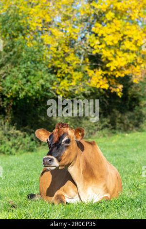 Les vaches laitières de Jersey se sont assises dans un pâturage luxuriant, Carlisle, Cumbria, Royaume-Uni. Banque D'Images