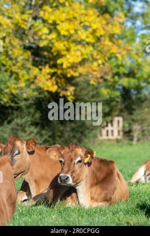 Les vaches laitières de Jersey se sont assises dans un pâturage luxuriant, Carlisle, Cumbria, Royaume-Uni. Banque D'Images