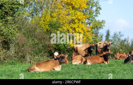 Les vaches laitières de Jersey se sont assises dans un pâturage luxuriant, Carlisle, Cumbria, Royaume-Uni. Banque D'Images