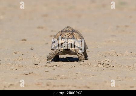 Tortue léopard (Stigmochelys pardalis), parc transfrontier de Kgalagadi, Cap Nord, Afrique du Sud Banque D'Images