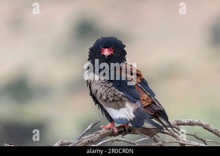 Bateleur (Terathopius ecaudatus) femelle, parc transfrontier de Kgalagadi, Cap Nord, Afrique du Sud Banque D'Images