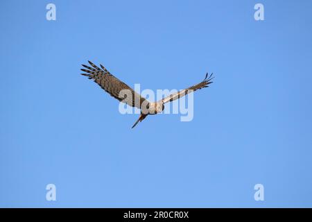 Harrier africain des marais (Circus ranivorus), parc national de Chobe, Botswana Banque D'Images