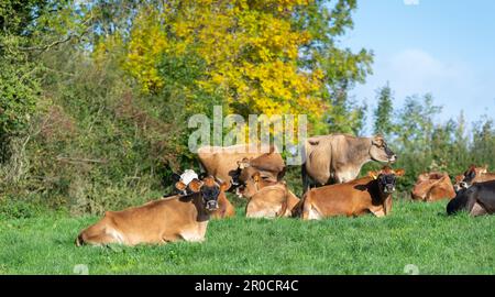 Les vaches laitières de Jersey se sont assises dans un pâturage luxuriant, Carlisle, Cumbria, Royaume-Uni. Banque D'Images