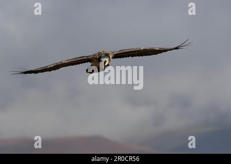 Vautour barbu (Gypaetus barbatus) vol juvénile, réserve de gibier du château géant, KwaZulu-Natal, Afrique du Sud Banque D'Images