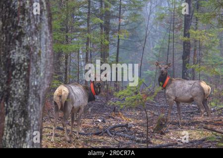 Deux vaches à collier dans la forêt nationale de Chequamegon à Clam Lake, Wisconsin. Banque D'Images