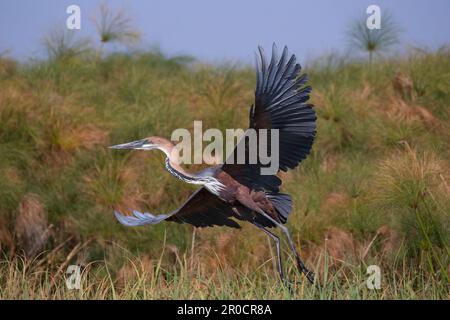 Héron goliath (Ardea goliath), parc national de Chobe, au Botswana Banque D'Images