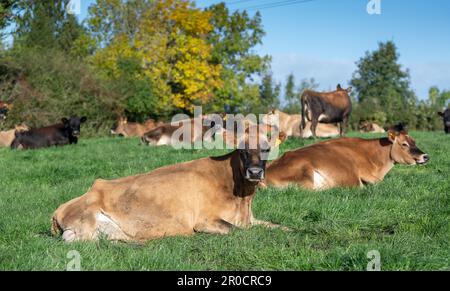 Les vaches laitières de Jersey se sont assises dans un pâturage luxuriant, Carlisle, Cumbria, Royaume-Uni. Banque D'Images