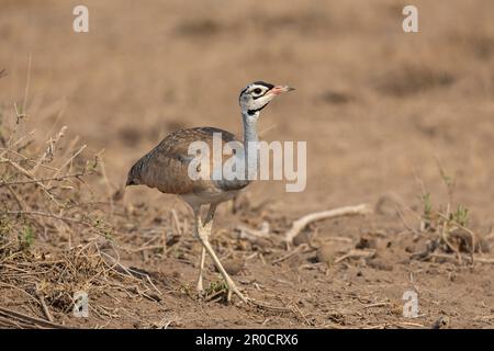 Bustard à ventre blanc (Eupodotis senegalensis), parc national d'Amboseli, Kenya Banque D'Images