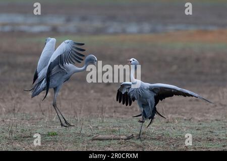 Grue bleue (Grus paradisea) danse en formation de paires, parc national de Mountain Zebra, Afrique du Sud Banque D'Images