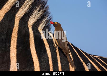 Boeufs à bec rouge (Buphagus erythrorynchus) sur zébra (Equus quagga), réserve de gibier de Zimanga, KwaZulu-Natal, Afrique du Sud Banque D'Images