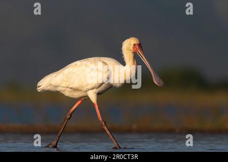 Afro-Spoonbill (Platalea alba), réserve de gibier de Zimanga, KwaZulu-Natal, Afrique du Sud Banque D'Images