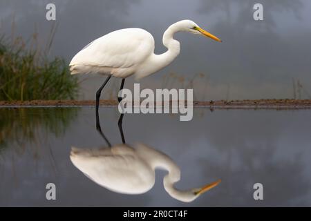 Grand aigreet (Ardea alba), réserve de gibier de Zimanga, KwaZulu Natal, Afrique du Sud Banque D'Images