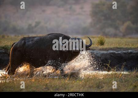 Cape Buffalo (Syncerus caffer), parc national de Chobe, Botswana Banque D'Images