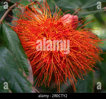 Jardin botanique tropical Fairchild - Calliandra haematocephala ‘Nana’ ou poudre rouge nain Banque D'Images