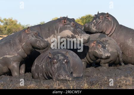 Hippopotame (Hippopotamus amphibius), parc national de Chobe, Botswana Banque D'Images