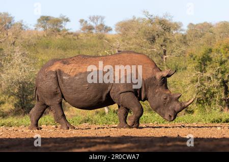 Taureau de rhinocéros blanc (Ceratotherium simum), réserve de gibier de Zimanga, KwaZulu-Natal, Afrique du Sud Banque D'Images