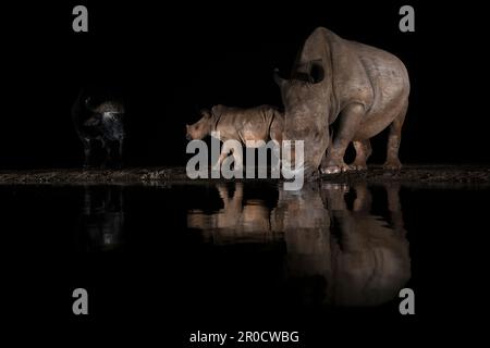 Vache à rhinocéros blanc (Ceratotherium simum) avec veau la nuit, réserve de gibier de Zimanga, KwaZulu-Natal, Afrique du Sud Banque D'Images