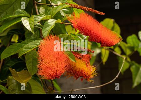 Jardin botanique tropical Fairchild - Calliandra haematocephala ‘Nana’ ou poudre rouge nain Banque D'Images