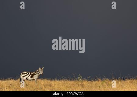 Zèbre des plaines (Equus quagga boehmi), Masai Mara, Kenya Banque D'Images