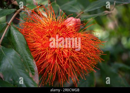 Jardin botanique tropical Fairchild - Calliandra haematocephala ‘Nana’ ou poudre rouge nain Banque D'Images