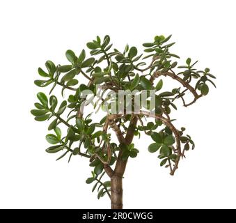 Arbre de l'argent (Crassula ovata) isolé sur fond blanc. Banque D'Images