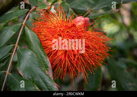 Jardin botanique tropical Fairchild - Calliandra haematocephala ‘Nana’ ou poudre rouge nain Banque D'Images