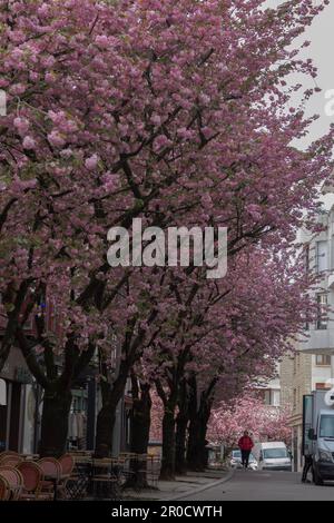 Rouen, France : une exposition spectaculaire d'une rangée d'arbres chargés avec des fleurs roses de cerisier vivant dans une rue par une journée ennuyeuse. Banque D'Images