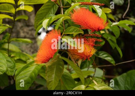 Jardin botanique tropical Fairchild - Calliandra haematocephala ‘Nana’ ou poudre rouge nain Banque D'Images