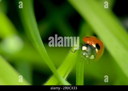 Coccinella septempunctata (coccinella septempunctata) rampant sur une feuille, équilibrant, faisant face à la caméra, insectes, coléoptère, macrophotographie, biodiversité Banque D'Images