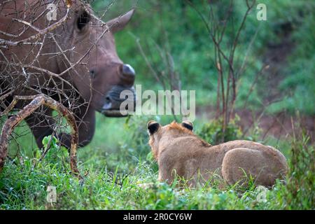 Lion (Panthera leo) regardant le rhinocéros blanc, réserve privée de gibier de Zimanga, KwaZulu-Natal., Afrique du Sud Banque D'Images