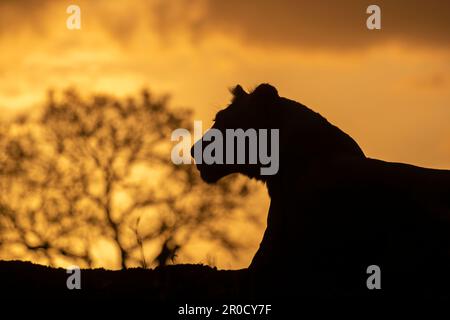 Lion (Panthera leo) au coucher du soleil, réserve de gibier privée de Zimanga, KwaZulu-Natal., Afrique du Sud Banque D'Images