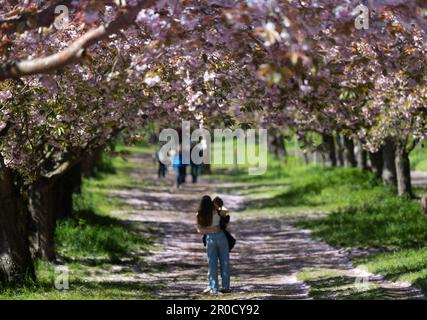 Teltow, Allemagne. 08th mai 2023. Un jeune couple embrasse sous des cerisiers en fleurs dans TV Asahi Cherry Blossom avenue. Credit: Monika Skolimowska/dpa/ZB/dpa/Alay Live News Banque D'Images