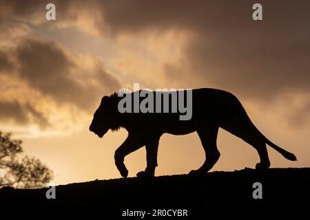 Lion (Panthera leo) au coucher du soleil, réserve de gibier privée de Zimanga, KwaZulu-Natal., Afrique du Sud Banque D'Images