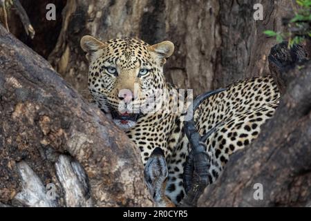 Léopard (Panthera pardus) avec tuer dans l'arbre, réserve de jeu de Mechatu, Botswana Banque D'Images