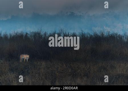 Cette image de tigre marchant dans les bois est prise au parc national de Corbett en Inde Banque D'Images